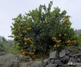 國外柑橘果樹種植先進(jìn)技術(shù)_農(nóng)田種柑橘合法嗎