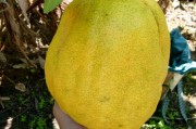四季柑橘種植技術(shù)_動物在四季的生命現(xiàn)象和行為方式