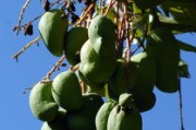 橘子樹(shù)盆栽種植技術(shù)管理方案（橘子樹(shù) 盆栽）