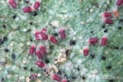 柑橘種植病蟲(chóng)害及解決方案_種植柑橘如何預(yù)防潰瘍病