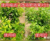 柑橘種植技術(shù)和滴灌_一棵柑橘樹澆幾斤水