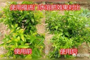 柑橘種植技術(shù)和滴灌_一棵柑橘樹澆幾斤水