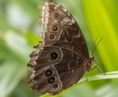 柑橘鳳蝶形態(tài)特點詳解：翅膀斑紋、幼蟲特征與生活習性解析