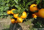 柑橘種植科學合理施肥技術_廣甘柑種植技術與管理