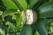 柑橘種植技術微信群_蜜源植物有哪些
