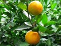 柑橘施肥技術(shù)技巧方法視頻教學(xué)（柑橘的施肥時(shí)期與作用）