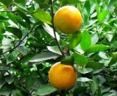 明日見柑橘的營(yíng)養(yǎng)價(jià)值有哪些（適宜人群有什么）