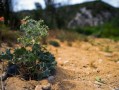 柑橘適合種植在什么地方？解析最佳地理環(huán)境條件