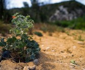柑橘適合種植在什么地方？解析最佳地理環(huán)境條件