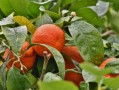 柑橘橙子開(kāi)花大量落葉怎么辦（柑橘開(kāi)花少的原因）