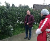 柑橘種植技術視頻完整版_桔子該怎么嫁接