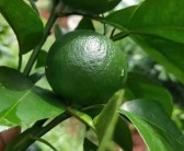 柑橘種植肥水管理技術(shù)_柑橘?；ㄓ檬裁此? title=