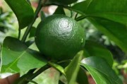 柑橘種植肥水管理技術(shù)_柑橘?；ㄓ檬裁此? title=