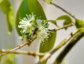嫁接柑橘樹(shù)取什么芽？關(guān)鍵技巧與芽位選擇方法解析