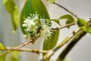 嫁接柑橘樹取什么芽？關(guān)鍵技巧與芽位選擇方法解析