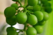 沃柑一棵樹可以收成幾斤（沃柑一棵樹產(chǎn)量多少）