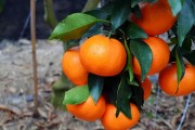 柑橘興津種植技術(shù)_最耐寒橙子品種 柑橘興津種植技術(shù)_最耐寒橙子品種