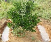 柑橘種植管理技術培訓內(nèi)容_東北柑橘種植技術