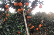柑橘和臍橙的病蟲(chóng)害_防治臍橙潰瘍病有什么最好的藥