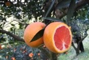 柑橘病蟲(chóng)害正規(guī)果農(nóng)網(wǎng)_噴什么藥可以防裂果