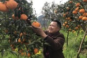 眉山柑橘幼樹(shù)種植技術(shù)_四川省哪個(gè)產(chǎn)區(qū)耙耙柑最好吃