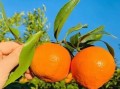 四川省眉山市洪雅縣耙耙柑：生態(tài)種植的甜蜜饋贈(zèng)，果香四溢的自然之選