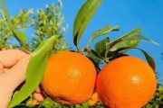 柑橘苗木管理技術(shù)要點(diǎn)包括（柑桔苗木）