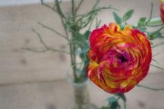 蜜桔什么時(shí)候開(kāi)花成熟(蜜桔幾月份成熟) 蜜桔什么時(shí)候開(kāi)花成熟(蜜桔幾月份成熟)