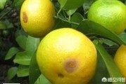 柑橘技術員病蟲害防治_怎么樣防治果樹上的蚧殼蟲