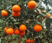 甘平柑橘保果技術(shù)有效抑制腐爛（有效抑制果實(shí)腐爛）