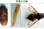 柑橘病蟲(chóng)害防治的圖片_洪澇災(zāi)害后柑橘脂點(diǎn)黃斑病大爆發(fā)