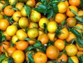 果農(nóng)必備：最全柑橘病蟲(chóng)害防治高清圖解與全程解決方案指南