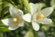 柑橘4月底病蟲害幾次最好_5月份紅美人柑桔防什么病