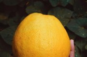 陽光一號早熟柑橘：早熟優(yōu)質(zhì)新品種，引領(lǐng)柑橘市場新潮流！