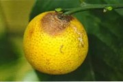 柑橘周年病蟲害防治技術(shù)_柑橘真菌細(xì)菌病害全面解析如何防治 柑橘周年病蟲害防治技術(shù)_柑橘真菌細(xì)菌病害全面解析如何防治