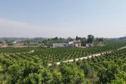 四川柑橘種植技術(shù)獲獎情況_中國還是日本的椪柑產(chǎn)量最多