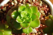 高效掌握柑橘種植管理技術(shù)：從土壤改良到病蟲害防治全攻略