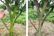 柑橘病蟲(chóng)害嚴(yán)重的原因有哪些_蚜蟲(chóng)對(duì)柑橘有什么危害