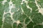 柑橘病蟲害防治圖譜標(biāo)準(zhǔn)_柑橘太陽果裂果7月高發(fā)
