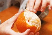 四川黃美人柑橘苗種植基地_資陽市哪個(gè)區(qū)有丑美人柑橘苗 四川黃美人柑橘苗種植基地_資陽市哪個(gè)區(qū)有丑美人柑橘苗