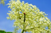 柑橘潰瘍病農(nóng)藥殺菌劑（柑橘潰瘍細(xì)菌用藥大全）
