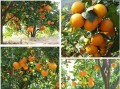 蒲江柑橘苗種植基地地址在哪里（2020年蒲江柑橘采摘時(shí)間）