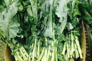 柑橘高端品種市場(chǎng)新貴崛起：栽培技術(shù)與品質(zhì)優(yōu)勢(shì)解析