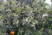 創(chuàng)新了柑橘病蟲害防治技術_苯醚甲環(huán)唑能治柑橘白癩病嗎