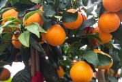 柑橘種植技術與利潤_不知道種植什么經(jīng)濟效益最高 柑橘種植技術與利潤_不知道種植什么經(jīng)濟效益最高