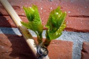 4月成熟柑橘樹苗高效栽培指南：春季種植技巧與管理要點