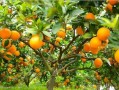 四川晚熟柑橘種植技術(shù)視頻（四川晚熟柑橘種植技術(shù)視頻播放）