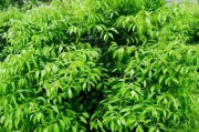 柑橘種植技術(shù)什么書好_川津五號(hào)柑橘樹苗哪里有賣