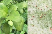 柑橘病蟲害防治鬧藥與時間_7至8月臍橙病蟲害防治技術