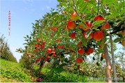 陜西省柑橘種植技術(shù)_橘錄是中國(guó)什么時(shí)代的柑橘專著